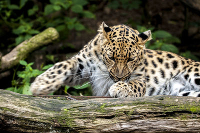 View of a cat on land