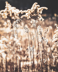 Close-up of dry plants on field