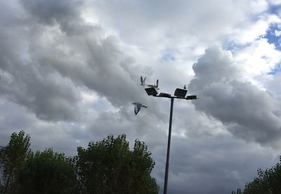 Low angle view of trees against cloudy sky