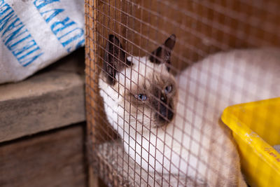 Close-up portrait of a dog in cage