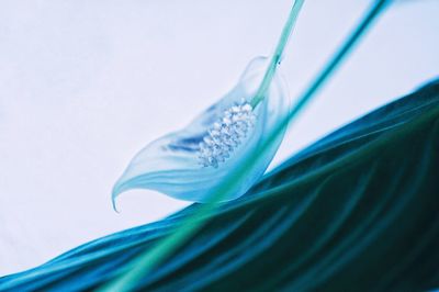 Close-up of green plant against blue sky