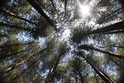 Low angle view of trees in forest