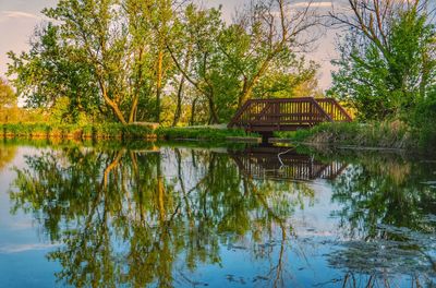 Reflection of trees in water