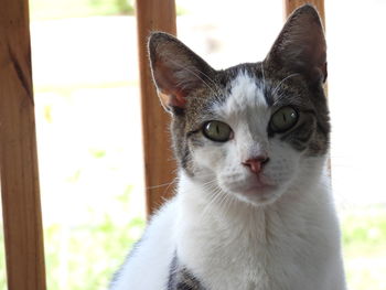 Close-up portrait of a cat