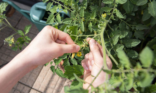 Midsection of person holding leaf