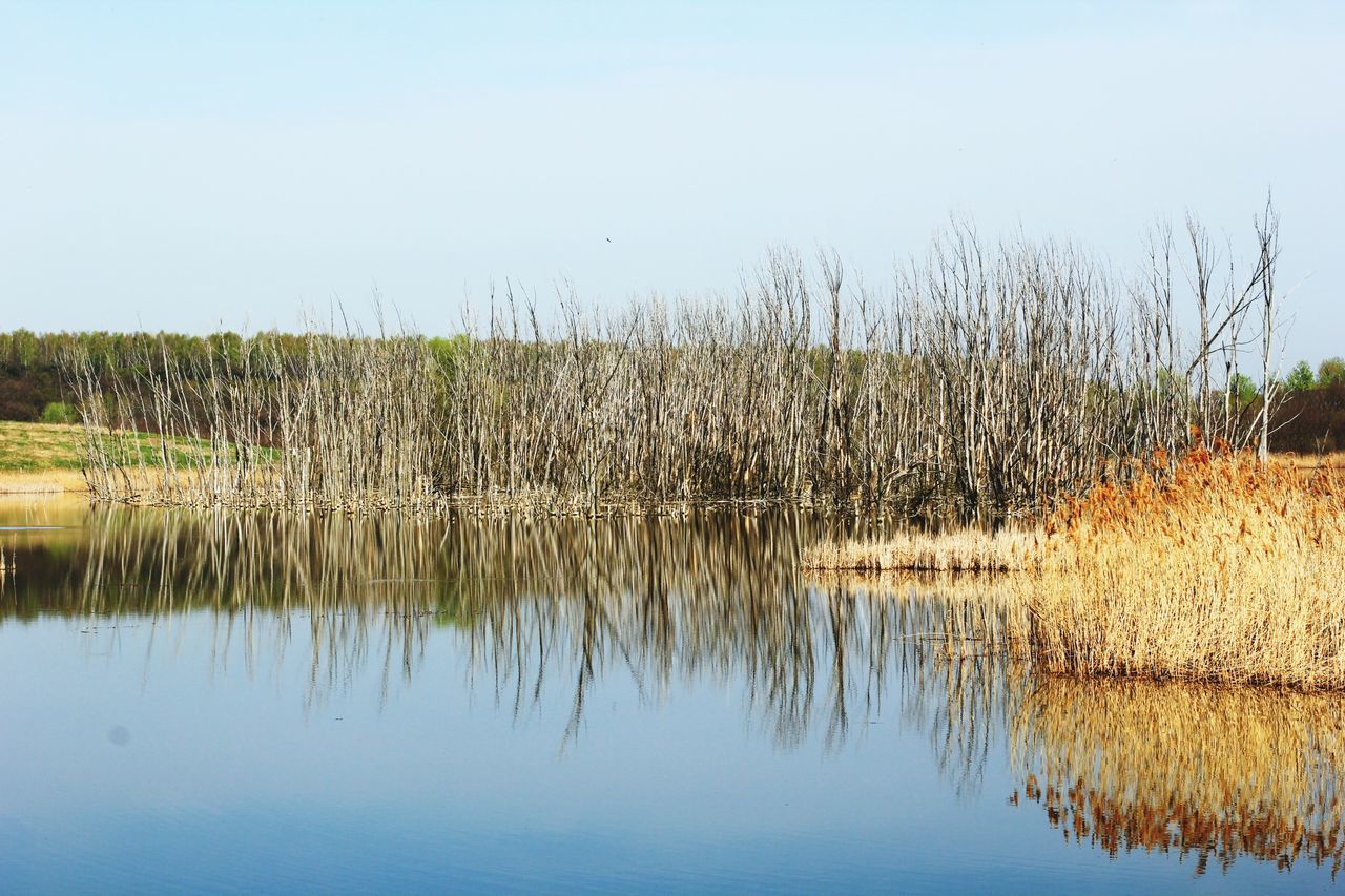 clear sky, water, tranquil scene, tranquility, lake, reflection, scenics, nature, beauty in nature, copy space, rural scene, growth, landscape, agriculture, tree, waterfront, grass, field, sky, plant