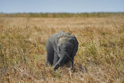 Baby elephant grazing in the serengeti
