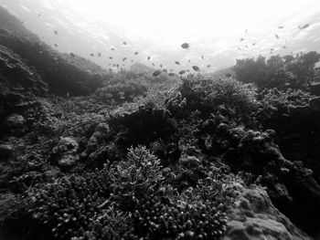 View of coral in sea