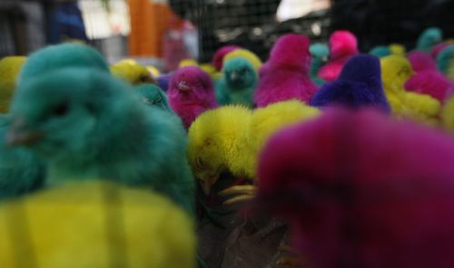 Close-up of multi colored toys for sale in market