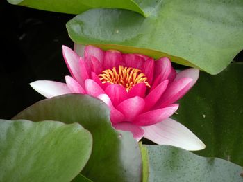 Close-up of lotus water lily