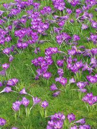 Close-up of fresh purple flowers in field