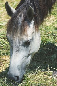 Close-up of a horse on field