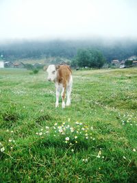 Horse grazing on grassy field