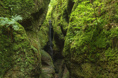 Moss growing on rocks in forest