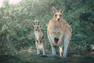 Portrait of kangaroo on field