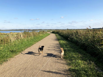 View of dog walking on footpath