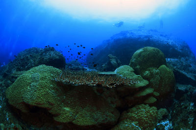 View of coral in sea