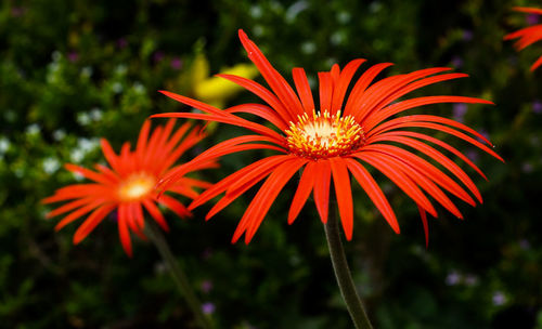 Close-up of orange flowering plant