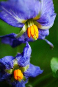 Close-up of purple flowers