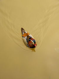 High angle view of  mandarin duck swimming in lake