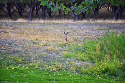 View of dog on field