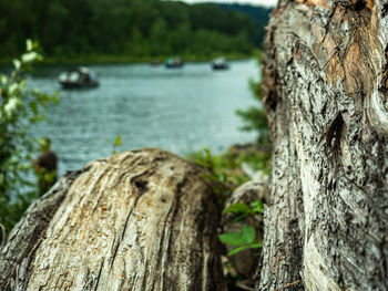 Close-up of tree trunk by lake