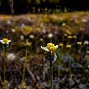 Close-up of yellow flowering plant on field