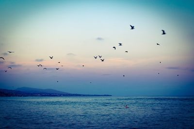 Low angle view of silhouette birds flying over sea during sunset