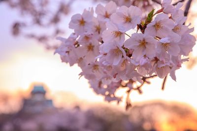 Close-up of cherry blossom