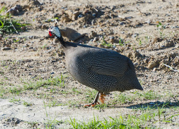 High angle view of a bird on field