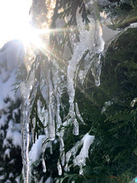 Close-up of snow covered plants against bright sun