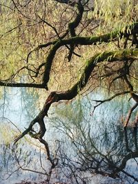 Bare trees against sky