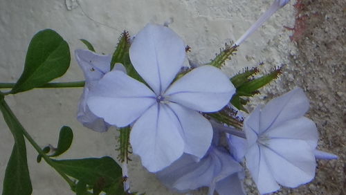 High angle view of purple flowers