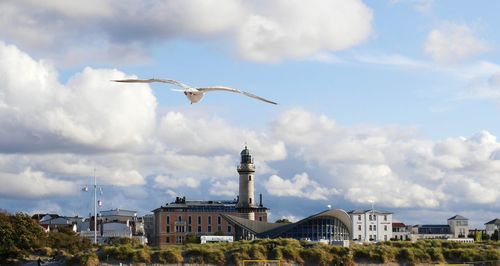 Seagull flying in a city