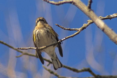 Low angle view of bird perching on tree