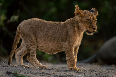 Lioness looking away