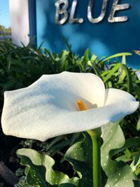 Close-up of white flowers blooming outdoors