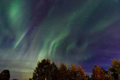 Low angle view of trees against sky at night