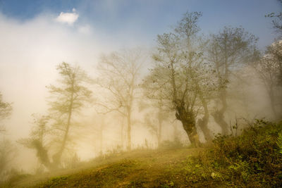 Trees on landscape against sky