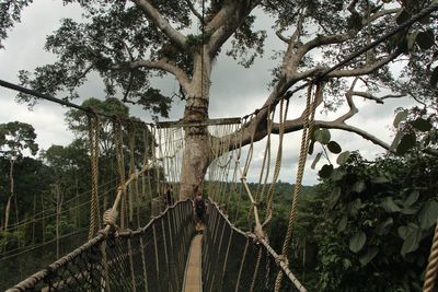 Low angle view of bridge in forest