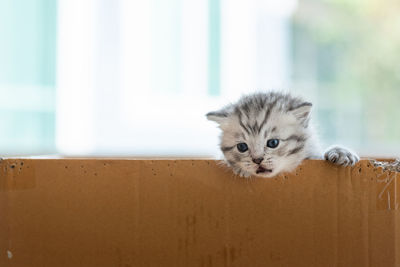 Close up of little poor kitten in paper box waiting for someone .