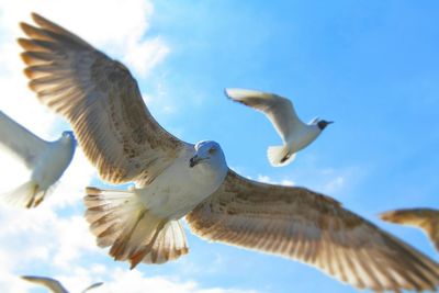 Close-up of bird flying against blue sky