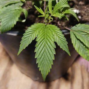 Close-up of plant leaf. marijuana super skunk feminized clone.