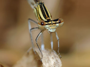 Close-up of insect