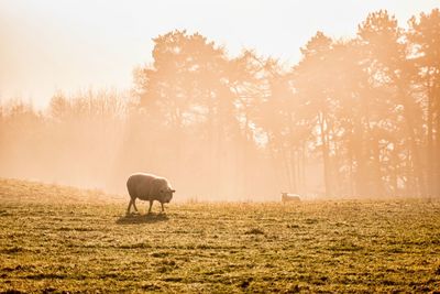 Sheep standing on grassy field against trees during foggy weather