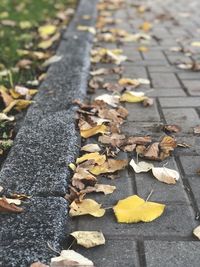 High angle view of maple leaves on street