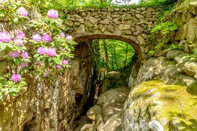 Plants growing on a wall