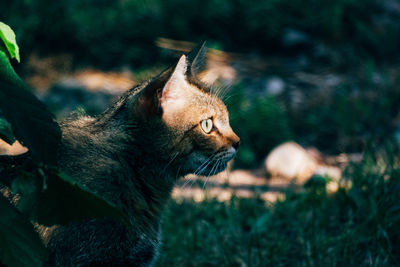 Close-up of a wild cat looking away