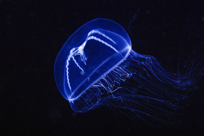 A beautiful jellyfish in the channel islands off of so california