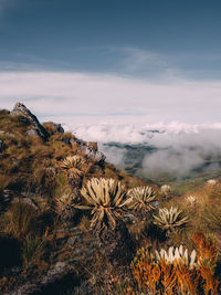 Plants growing on land against sky